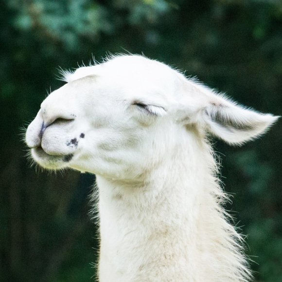 Meet your Posher, Carey Ann - Picture 7 of 8